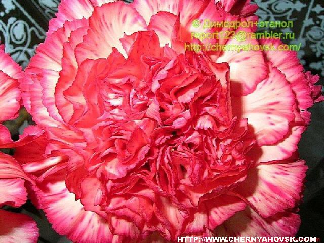 gallery_33_28_67044.jpg