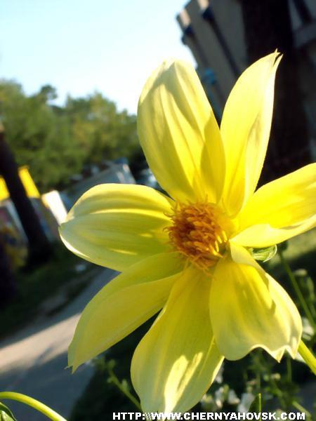 gallery_154_44_21295.jpg