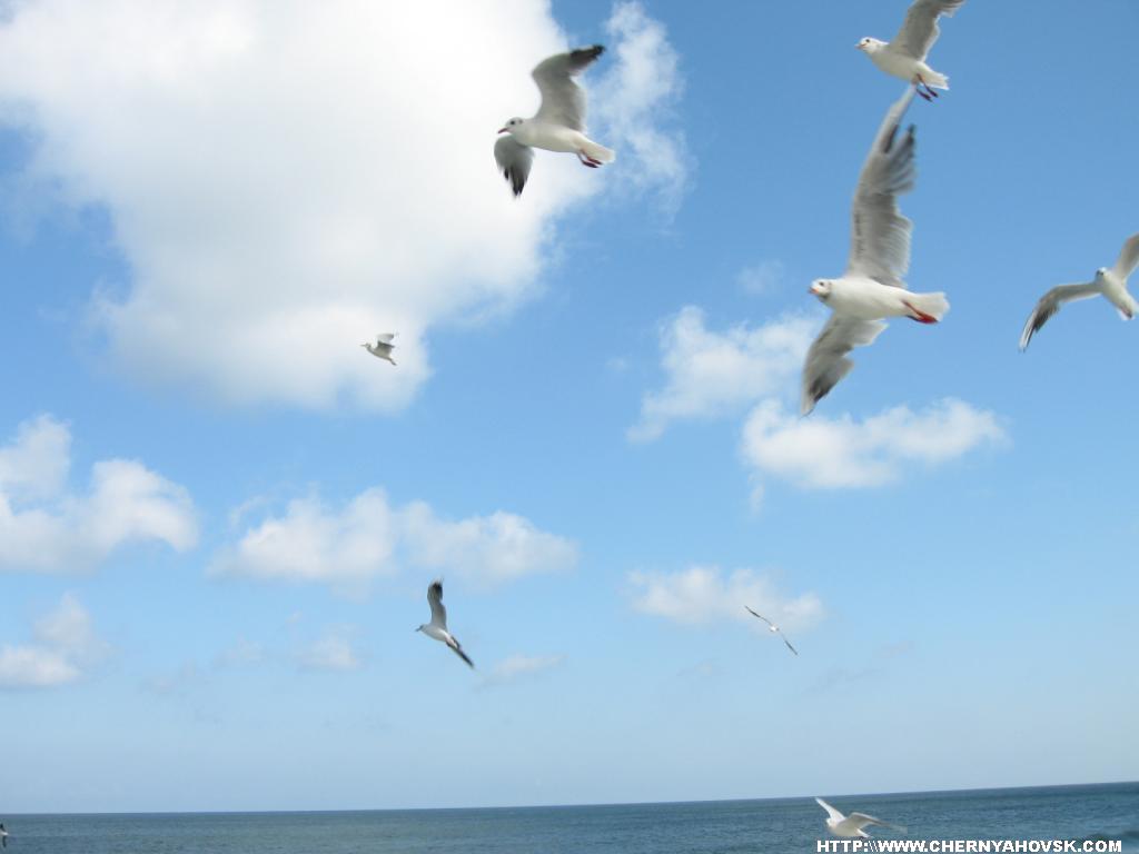 gallery_446_47_512874.jpg