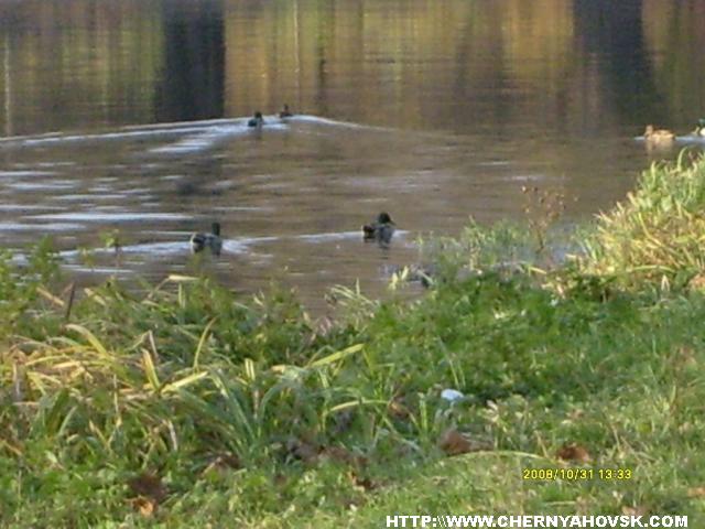 gallery_2163_176_403184.jpg