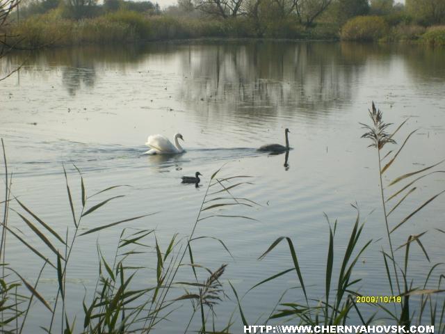 gallery_2163_176_363440.jpg