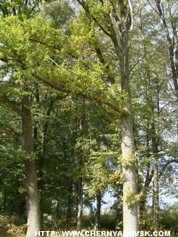gallery_1233_210_500512.jpg