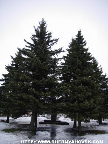 gallery_1_222_223096.jpg